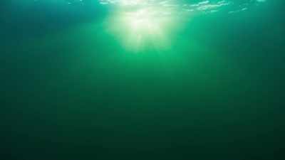 This greenness comes
not from rooted plants, - Blue Planet II