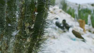 This guano is of such
strength and quantity - The Green Planet