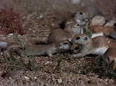 This guy's getting
a little tiresome. - The Living Desert