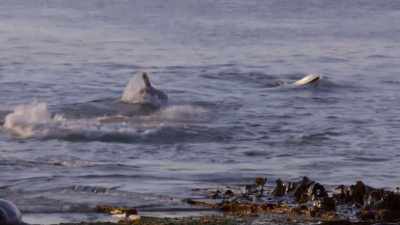 ''This hands-on test
is the key to their future.'' - Secrets of the Whales