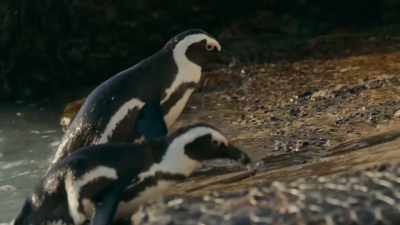 This handsome couple - Penguin Town