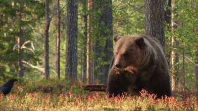 This hefty guy
downs plants, chutes, and berries. - Wild Nordic