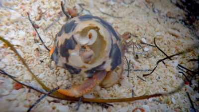 This Hermit crab is
looking for a new home. - One Strange Rock