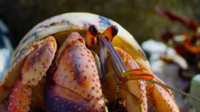 This hermit crab is looking
for a new home. - Tiny World