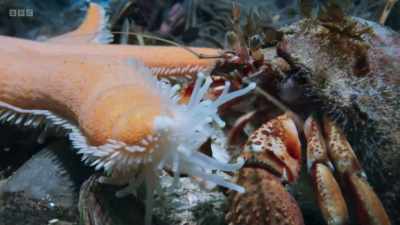 This hermit crab, with
its powerful claws, - Wild Isles