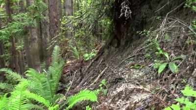 This hillside's - Expedition Bigfoot