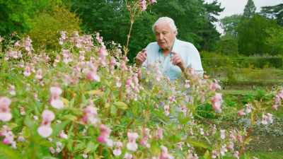 This Himalayan balsam has seed pods
that react rather differently, - The Green Planet