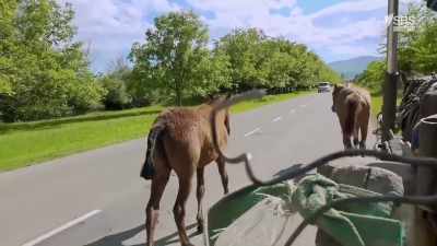 This is hitchhiking Georgian-style.
Yes. - From Russia to Iran: Crossing Wild Frontier