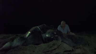 This huge leatherback turtle - Attenborough and the Sea Dragon