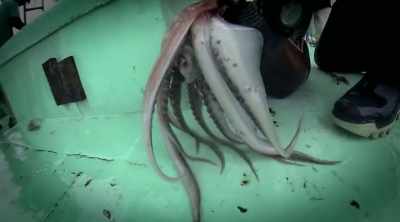 This humboldt squid
has a powerful beak - Mysteries of the Deep