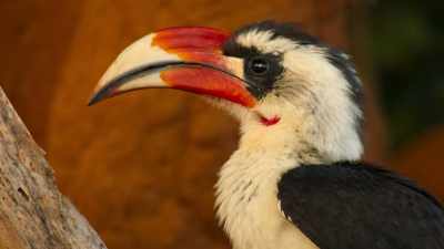 This hungry hornbill - Our Great National Parks