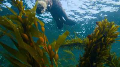 This hungry otter won't find
what he's looking for up here. - Our Great National Parks