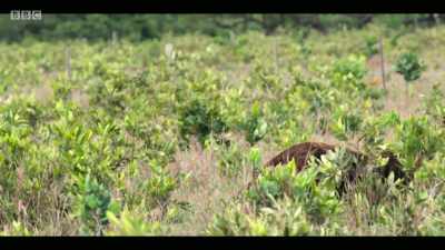 This is important for
males to find mates - Extinction: The Facts