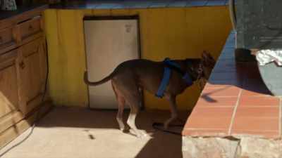 This is incredible.
That's beautiful. - Cesar Millan: Better Human, Better Dog