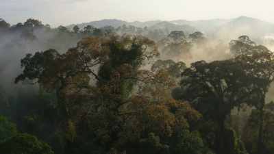 This individual hasn't produced
a single seed - The Green Planet