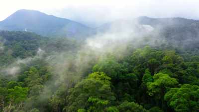 This is Indonesia's dense tropical jungle. - Wild Babies