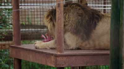 This institution was closing down, - Britain's Tiger Kings - On the Trail with Ross Kemp