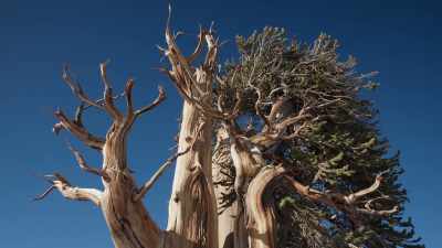 This is intelligence on a level - Trees and Other Entanglements