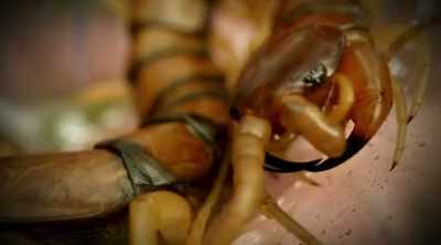 This invertebrate has
extremely powerful jaws - Kings of Pain