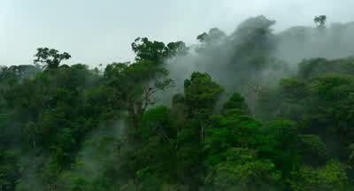This is dense jungle. - Pole to Pole with Will Smith