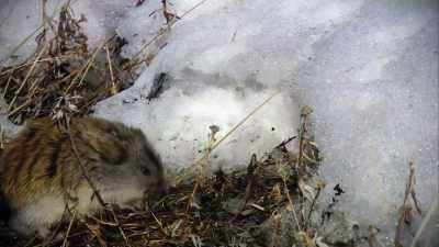 THIS IS EXACTLY WHAT
WE'RE SEEING WITH THE SNOW. - Strange Evidence