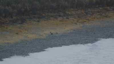 THIS IS PROBABLY THE SAME PACK - The Last Alaskans