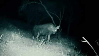 THIS IS THE WORLD'S
RAREST HYENA, - Expedition Mungo