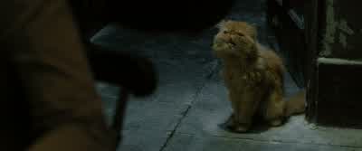 This is very, very peculiar. - Harry Potter and the Order of the Phoenix