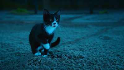 This isn't fun anymore!
I don't like this game! - Scaredy Cats