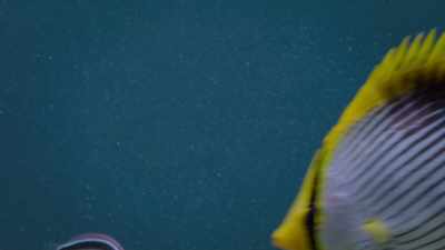 This isn't the treatment
the butterflyfish was expecting. - Attenborough's Life in Colour