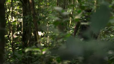 This jungle is full of so many challenges. - 7 Toughest Days