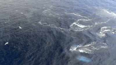 "This is just one ritual" - Secrets of the Whales