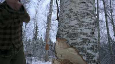 This is kinda like nature
giving me a warning shot here, - Life Below Zero: Next Generation