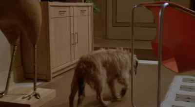 This lady is very unusual. - Oh Heavenly Dog