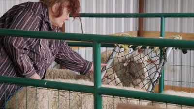 This lamb can't suck
the traditional way, - Rust Valley Restorers