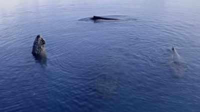 "This last chapter of their
yearly cycle is a rendezvous." - Secrets of the Whales