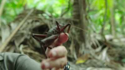 This has led to their numbers
being driven to the edge
of extinction, - Modern Dinosaurs