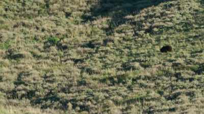 This is life in
the Lamar Valley. - Yellowstone: One-Fifty