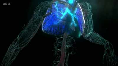 This life-saving action expels
carbon dioxide and maintains
the acidity - The Human Body: Secrets of Your Life Revealed
