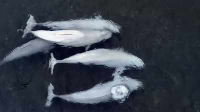 "This is like a family trip to the spa." - Secrets of the Whales