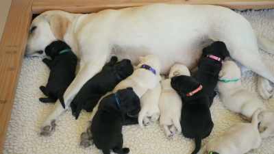 This litter has ten pups. - Inside the Mind of a Dog