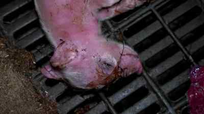 This little baby is still moving - Pignorant