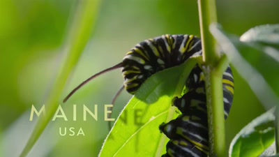 'This little caterpillar - A Year on Planet Earth