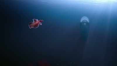 This little guy's ancestor,
the first animal hunter. - Cosmos: Possible Worlds