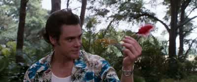 This little hound dog just picked up a scent. - Ace Ventura: When Nature Calls