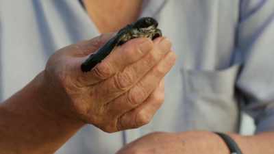 This little leatherback will have to
face a thousand hazards - Blue Planet II