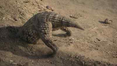 This little male is unlucky. - Prehistoric Planet