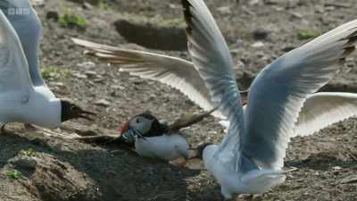 This little puffin is determined
that these sand eels - Wild Isles