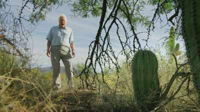 This little saguaro cactus
is about ten-years-old. - The Green Planet