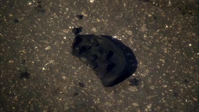 This looks like
a detonator, Ray. - CSI: Crime Scene Investigation